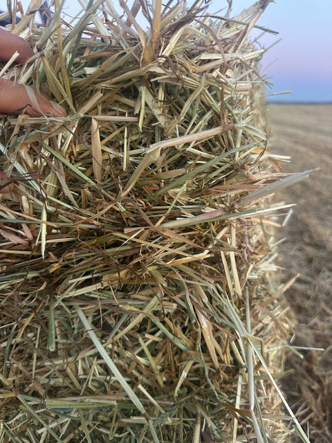 Pacas Pequeñas de Ryegrass