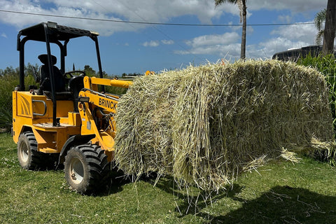 Big Bales Ryegrass Hay Approx. 300 kg