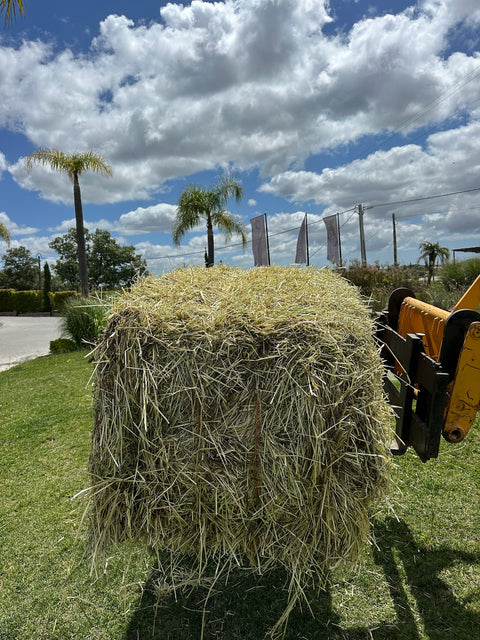 Big Bales Ryegrass Hay Approx. 300 kg