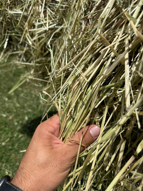 Big Bales Ryegrass Hay Approx. 300 kg