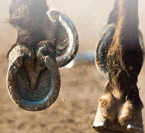 Strong Hooves, Healthy Horses: Nutrition Is the Foundation