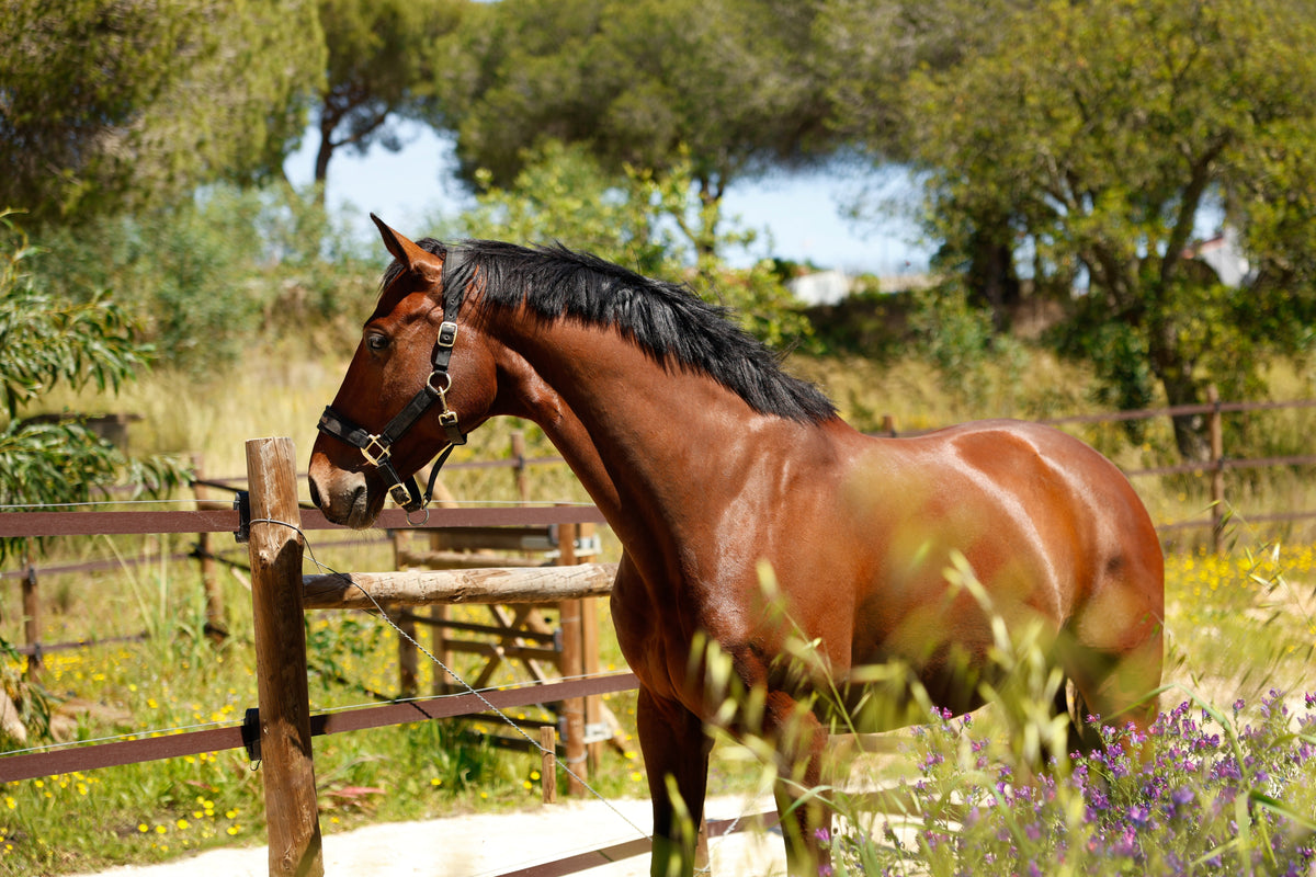 Prime Hay Muscle Horse Prime Hay Portugal Meadow hay