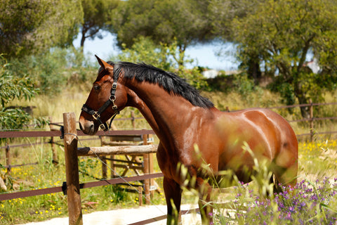 Prime Hay Muscle Horse Prime Hay Portugal Meadow hay