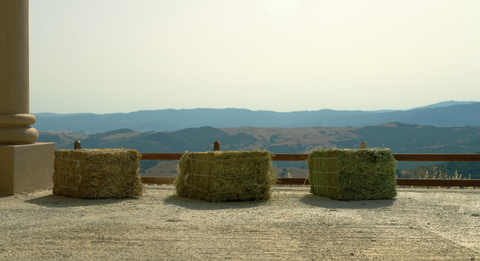 About Prime Hay Portugal – The Right Forage for Every Horse