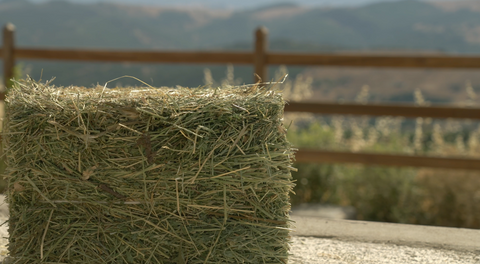 Prime Hay