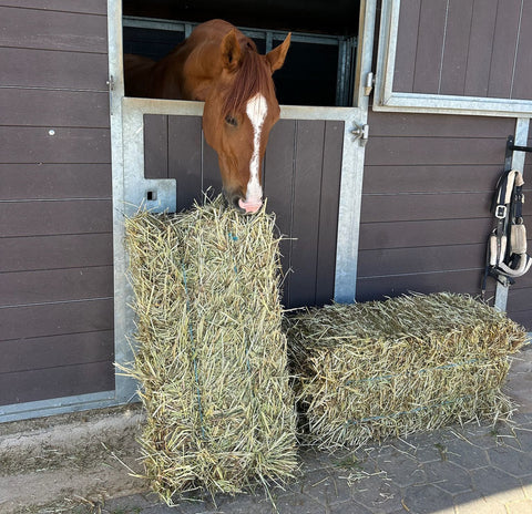 Small Bales Ryegrass Hay