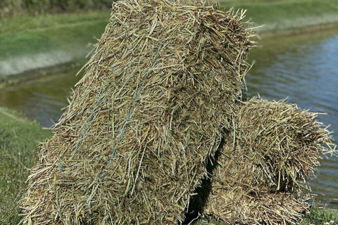 Pacas Pequeñas de Ryegrass