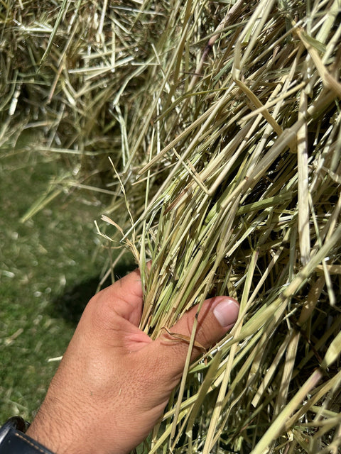 Big Bales Ryegrass Hay
