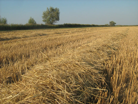 Small Bales Wheat Straw